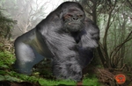 Kong  photo